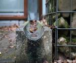 Bovengronds afvoeren hemelwater woningen